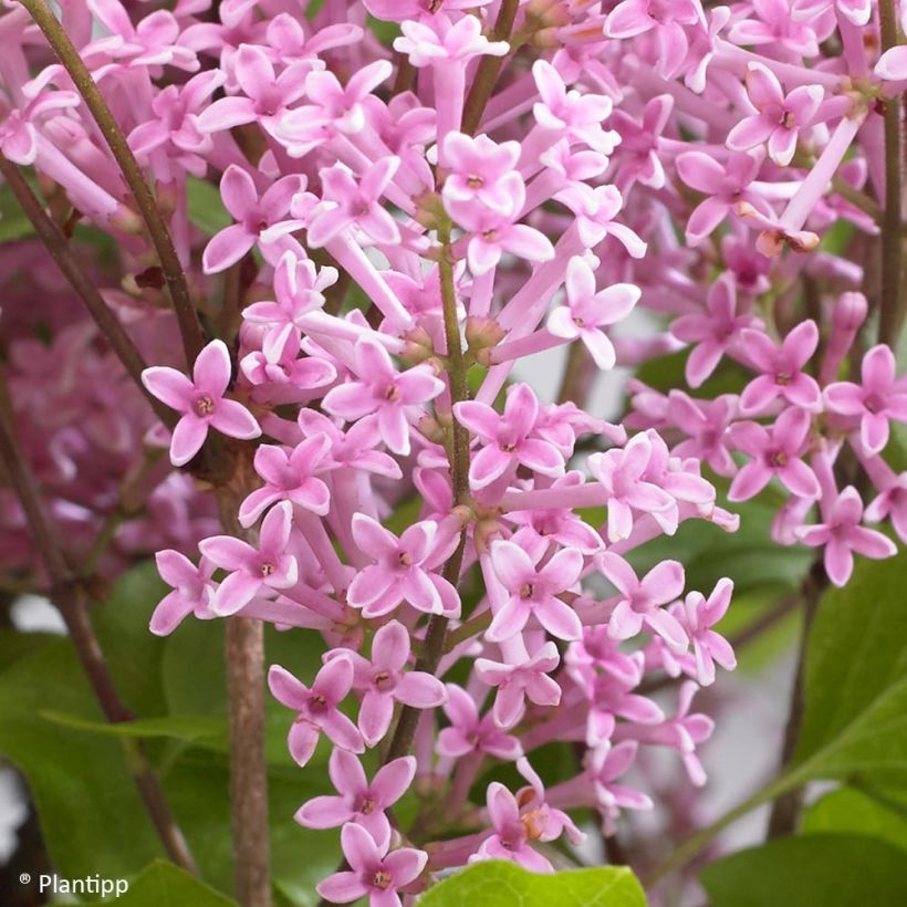 Pikkusyreeni Flowerfesta Pink (Kukinta)