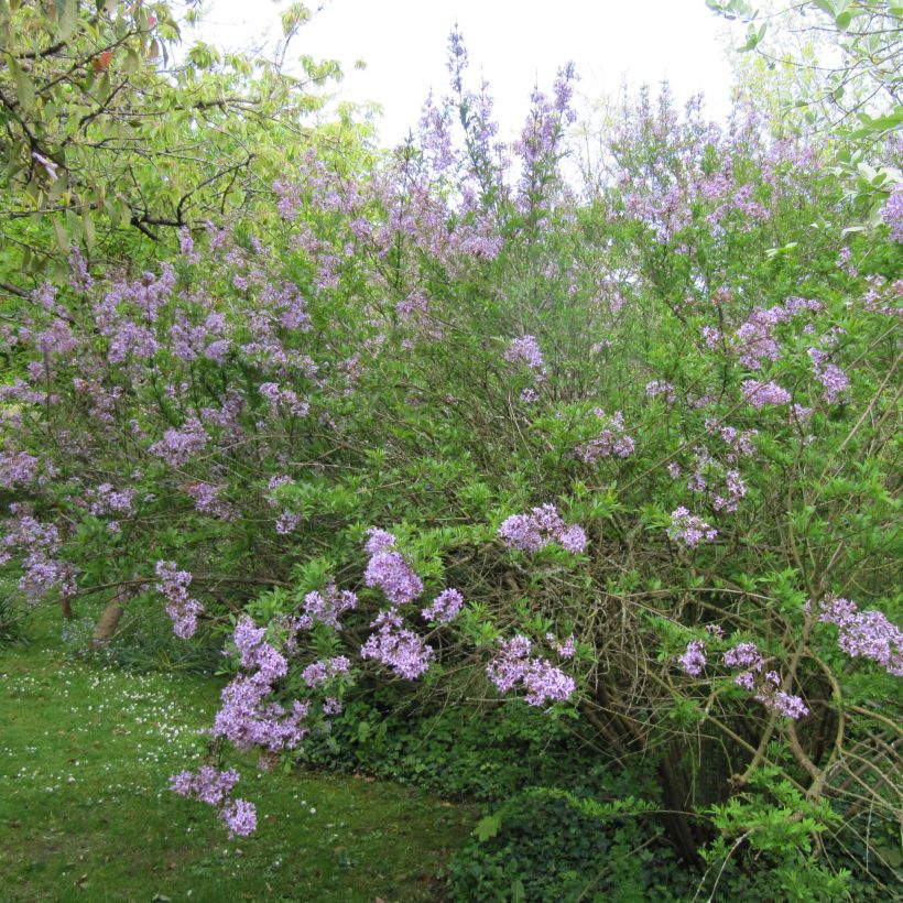Persiansyreeni var. Laciniata (Kasvutapa)