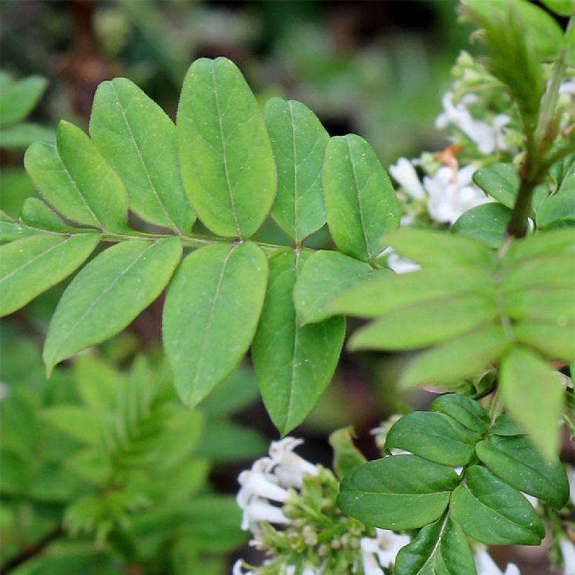 Sulkasyreeni - Syringa pinnatifolia (Lehvistö)