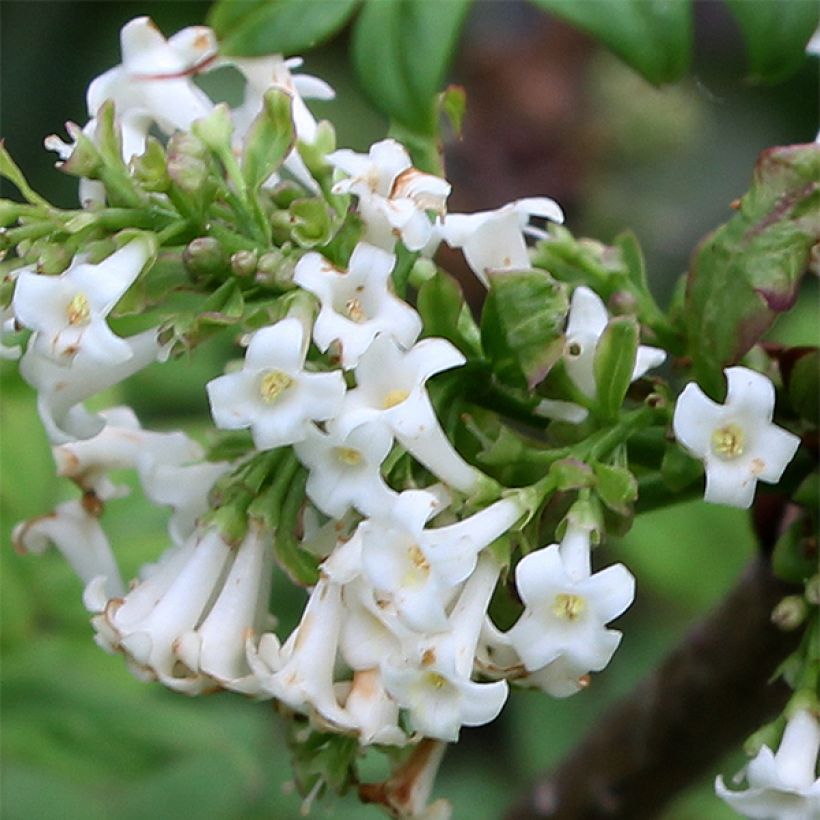 Sulkasyreeni - Syringa pinnatifolia (Kukinta)