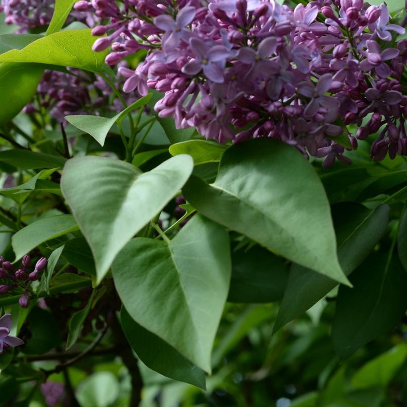 Pihasyreeni - Syringa vulgaris (Lehvistö)