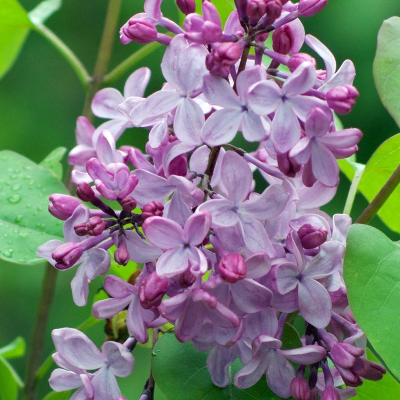 Pihasyreeni - Syringa vulgaris (Kukinta)
