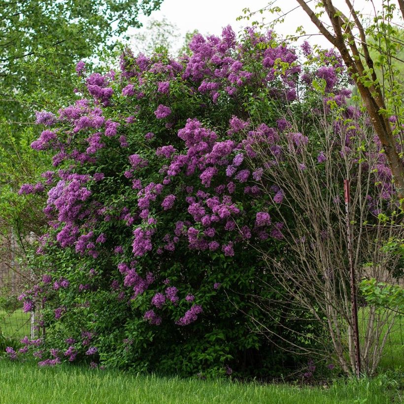 Pihasyreeni - Syringa vulgaris (Kasvutapa)