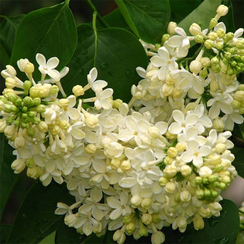 Pihasyreeni Primrose (Kukinta)