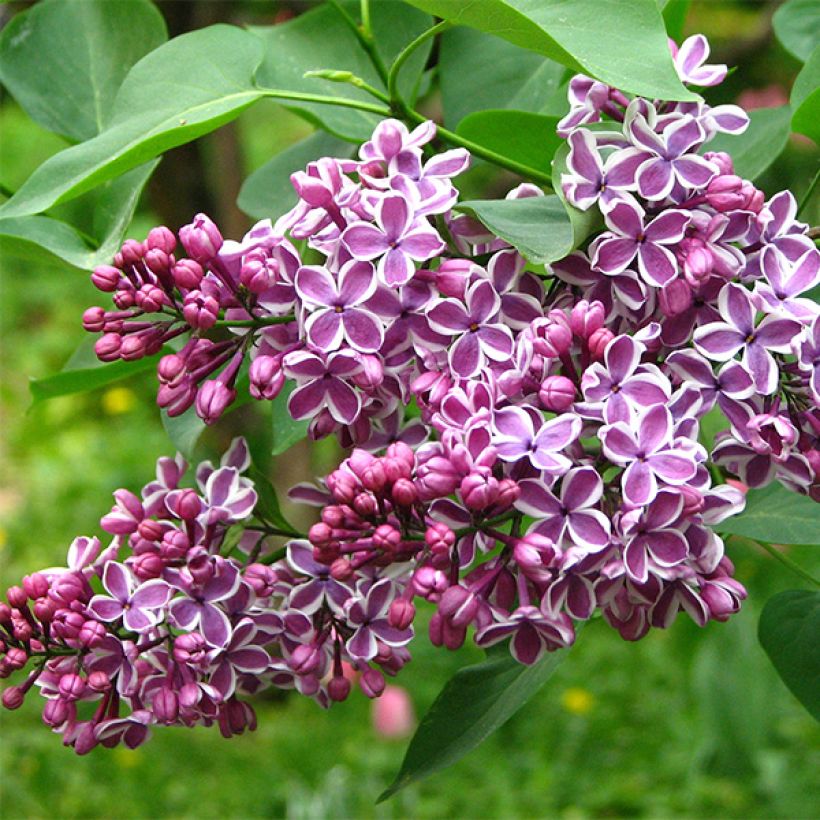 Pihasyreeni Sensation (Kukinta)