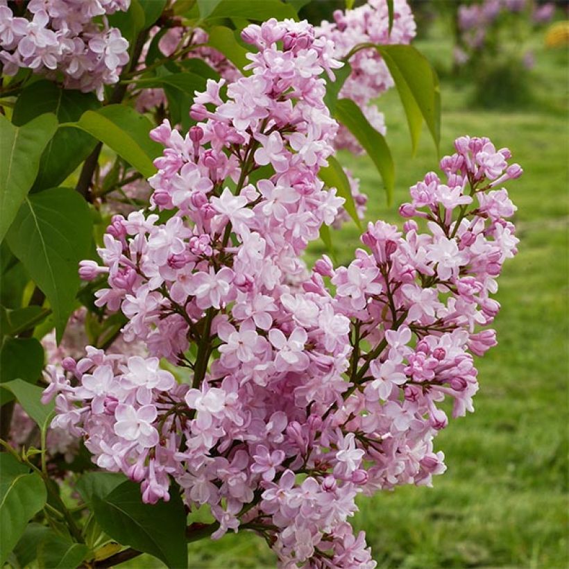 Pihasyreeni Zhemchuzhina (Kukinta)