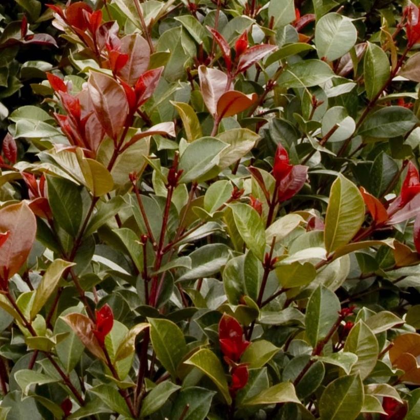 Syzygium australe Big Red (Lehvistö)