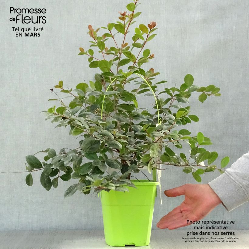 Esimerkki keväällä toimitetusta Syzygium australe Big Red Pot de 4L/5L-taimesta