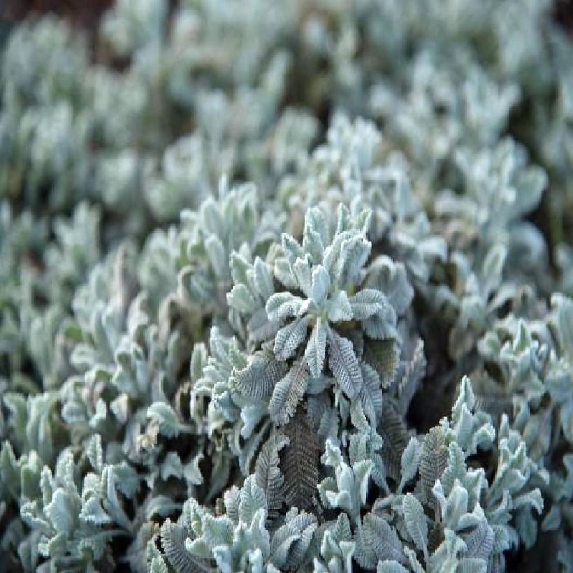 Pietaryrti Little Frosty (Lehvistö)
