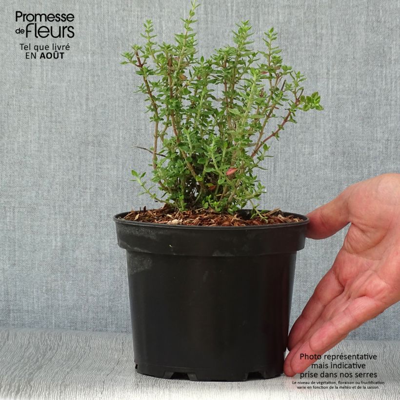 Esimerkki kesällä toimitetusta Tammiteurikka - Teucrium x lucidrys Pot de 2L/3L-taimesta