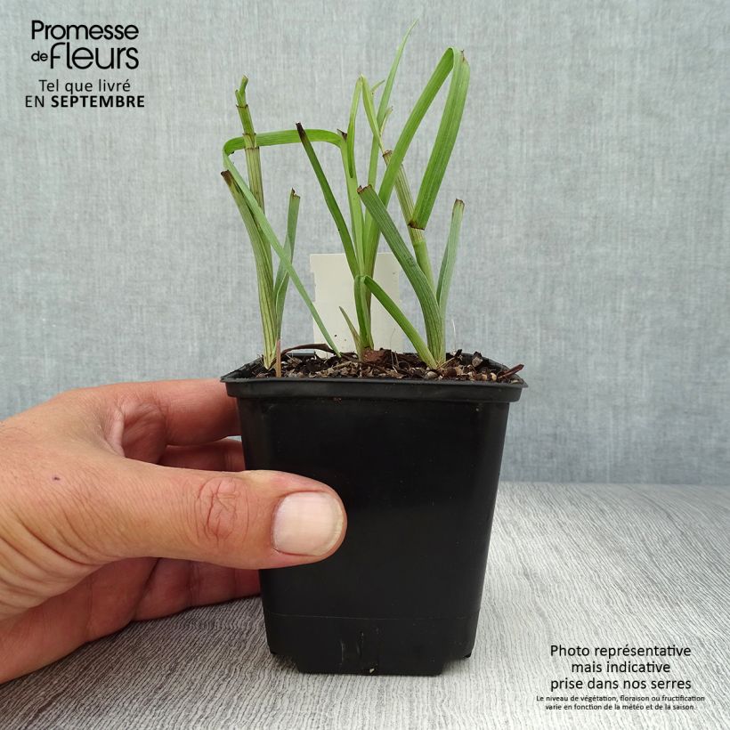 Esimerkki syksyllä toimitetusta Tradescantia virginiana Brevicaulis - Ephémère de Virginie Godet de 8/9 cm-taimesta