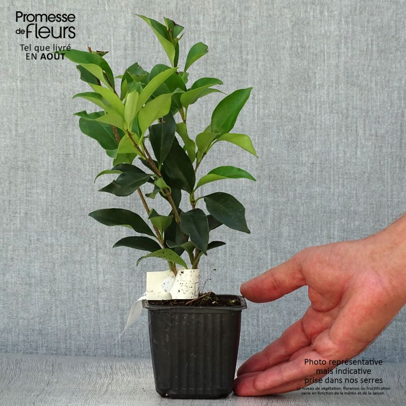 Esimerkki kesällä toimitetusta Japaninlikusteri - Ligustrum japonicum Pot de 1,5L/2L-taimesta
