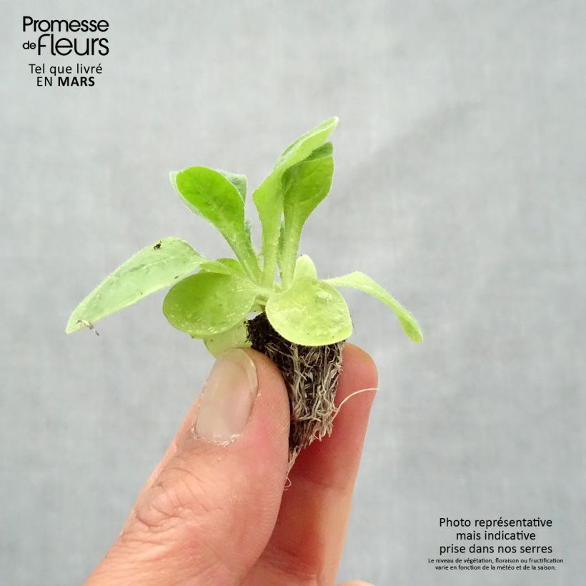 Esimerkki keväällä toimitetusta Koristetupakka Perfume F1 Mix Minimotte : motte 2,2 cm x 2 cm en plaque de culture par 35-taimesta