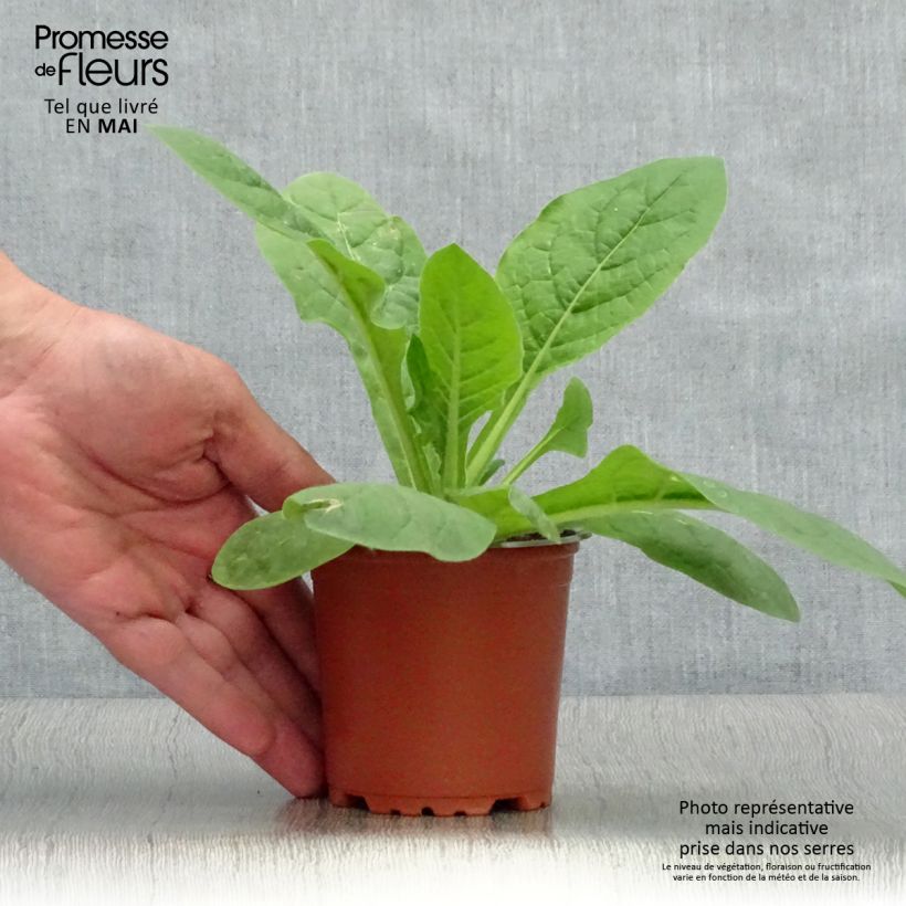 Esimerkki keväällä toimitetusta Koristetupakka Perfume Red Godet de 8/9 cm-taimesta