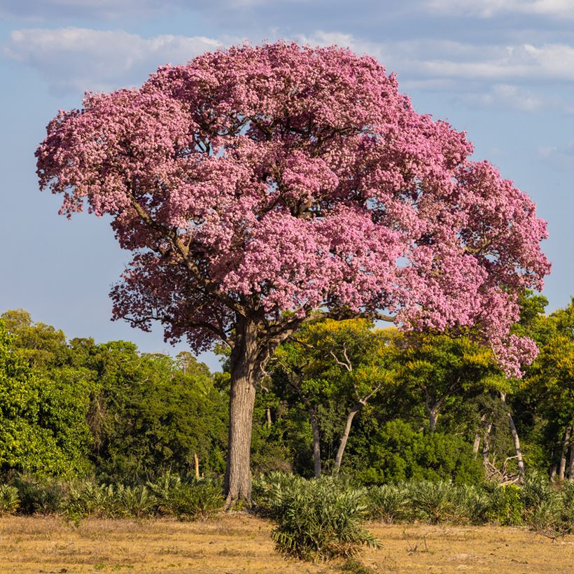 Jousisoihtupuu - Tabebuia impetiginosa (Kasvutapa)