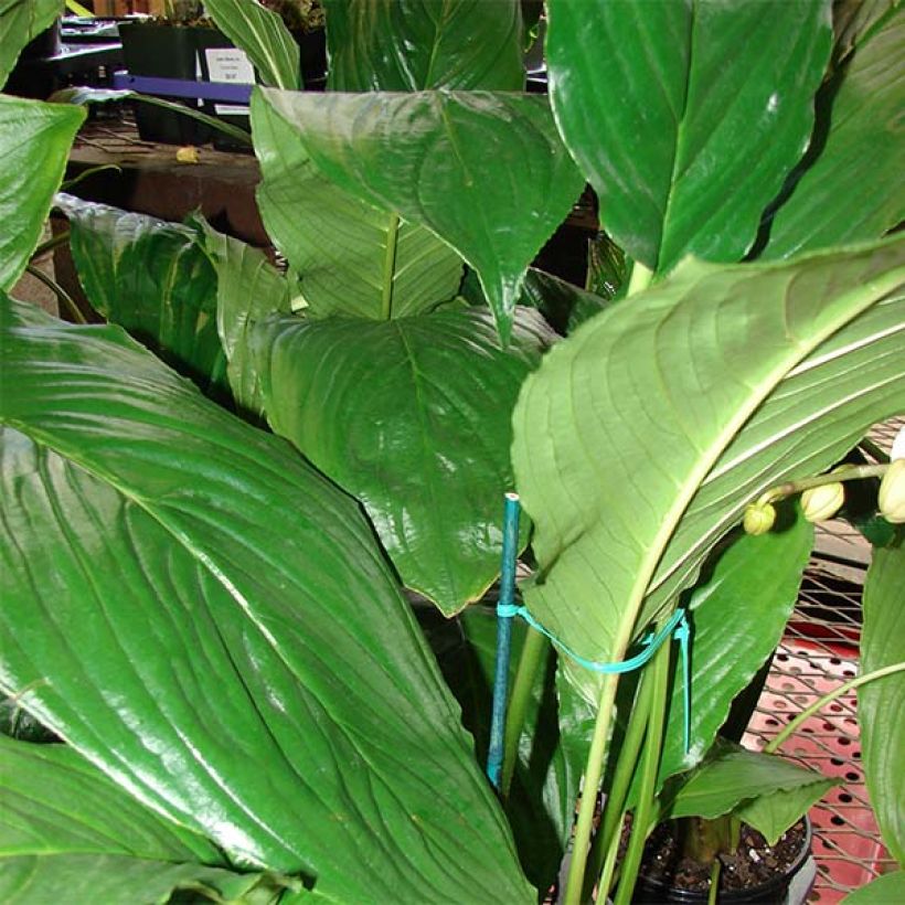 Tummaviiksikki - Tacca chantrieri (Lehvistö)