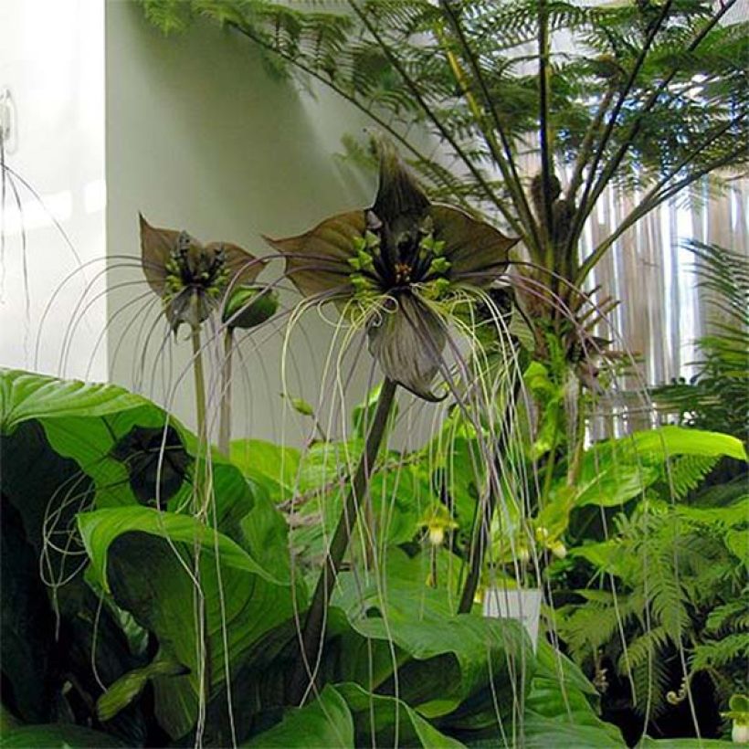 Tummaviiksikki - Tacca chantrieri (Kukinta)