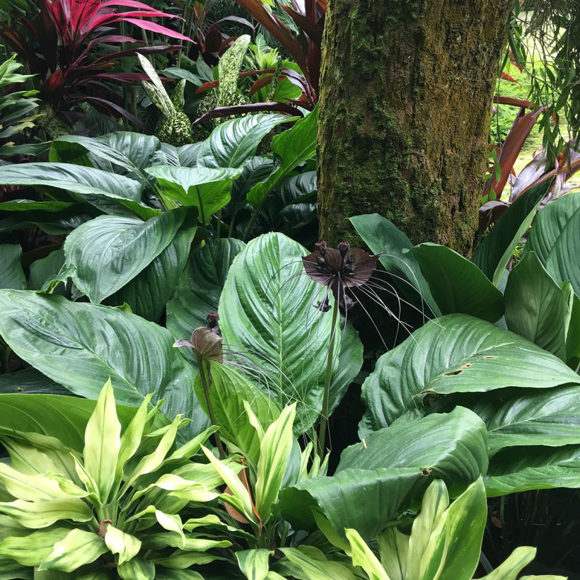 Tummaviiksikki - Tacca chantrieri (Kasvutapa)