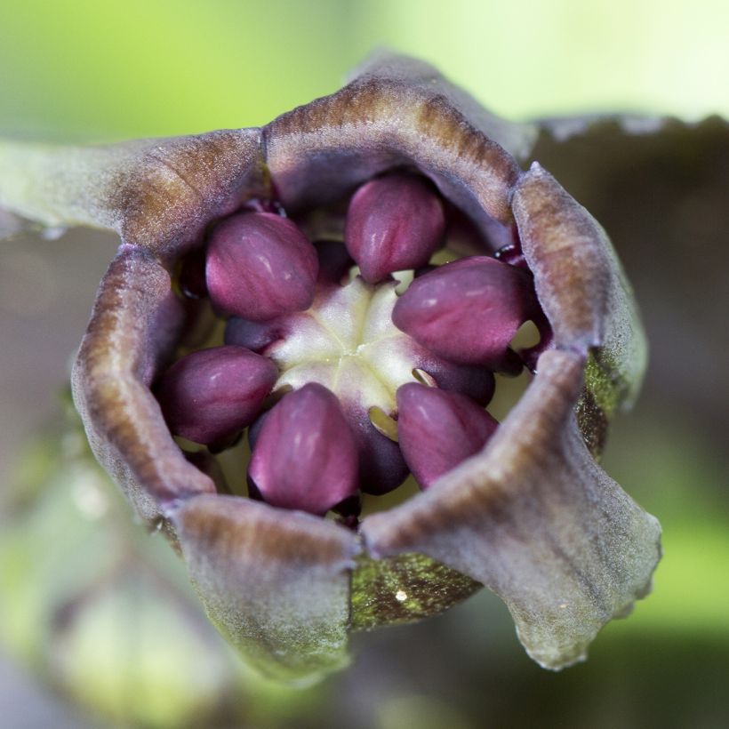 Tacca integrifolia Nivea (Kukinta)