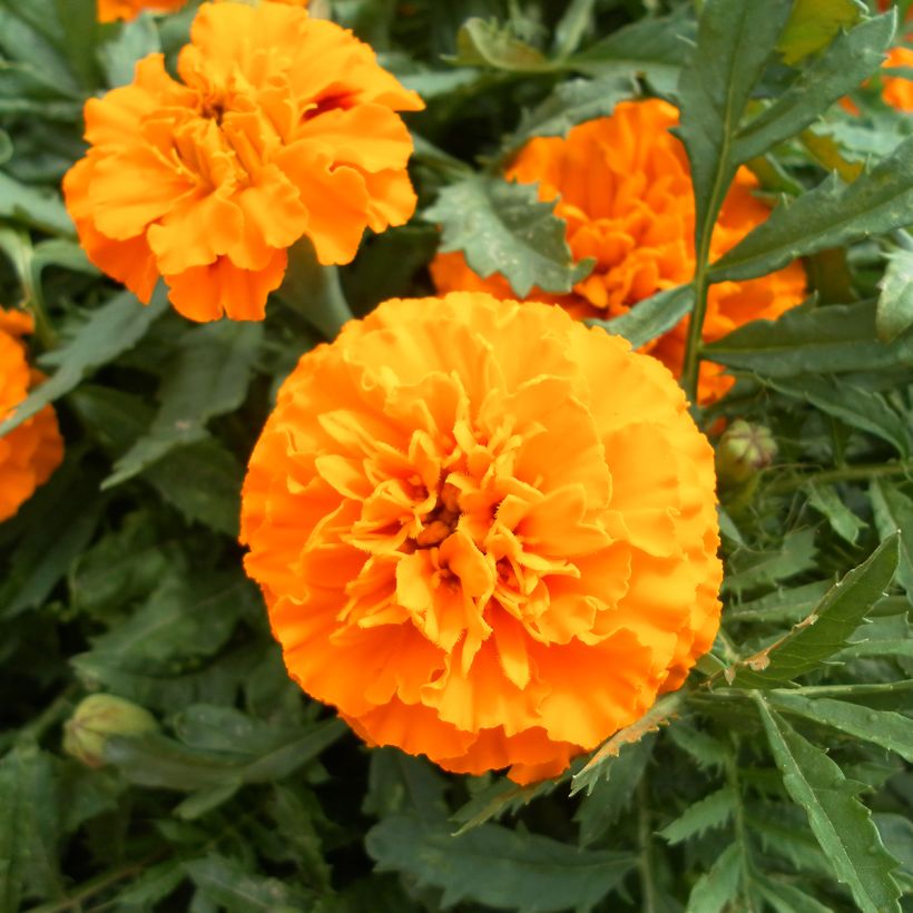 Ryhmäsamettikukka Boy O Boy Orange (siemenet) (Kukinta)