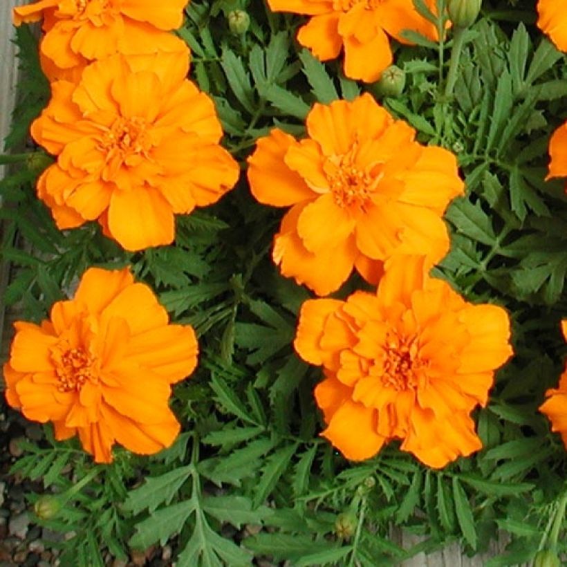 Ryhmäsamettikukka Queen Orange (Kukinta)