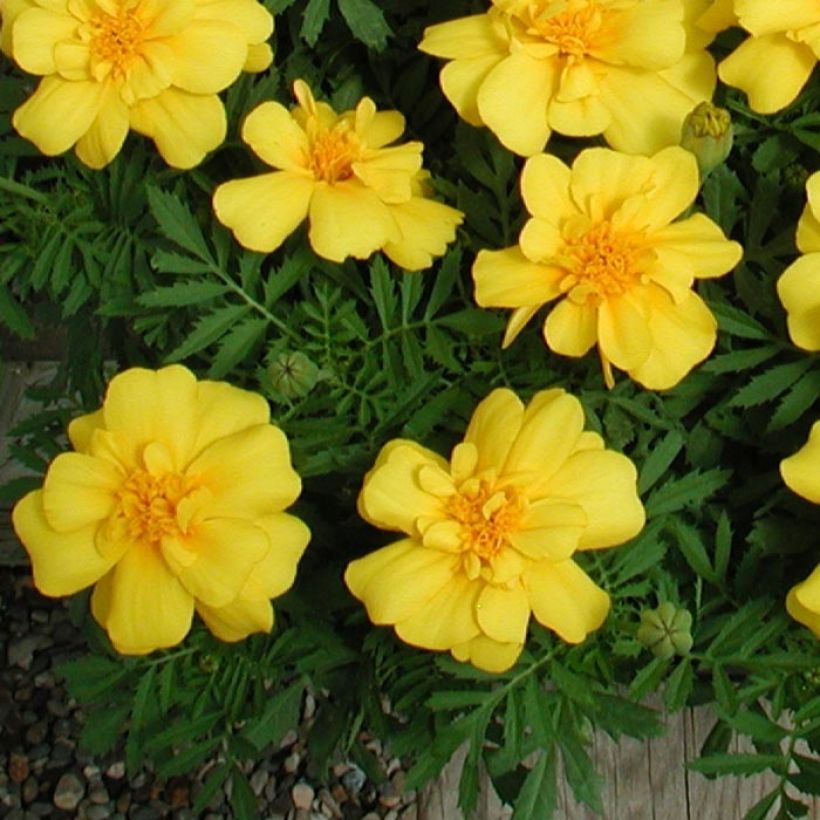 Ryhmäsamettikukka Queen Yellow (Lehvistö)