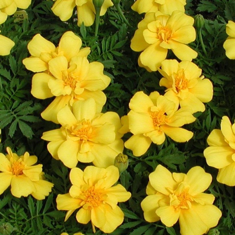 Ryhmäsamettikukka Queen Yellow (Kukinta)