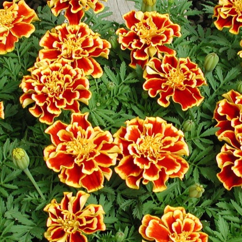 Ryhmäsamettikukka Queen Yellow Fire (Kukinta)