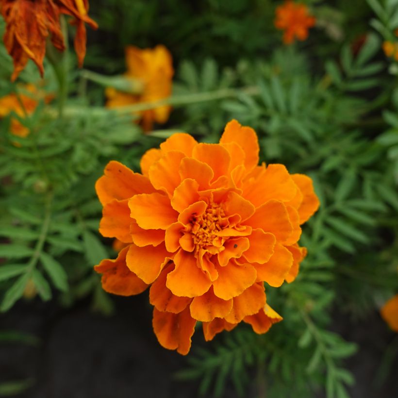 Ryhmäsamettikukka Durango Tangerine (siemenet) (Kukinta)