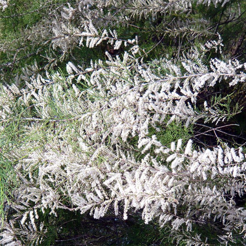 Syystamariski Hulsdonk White (Kukinta)