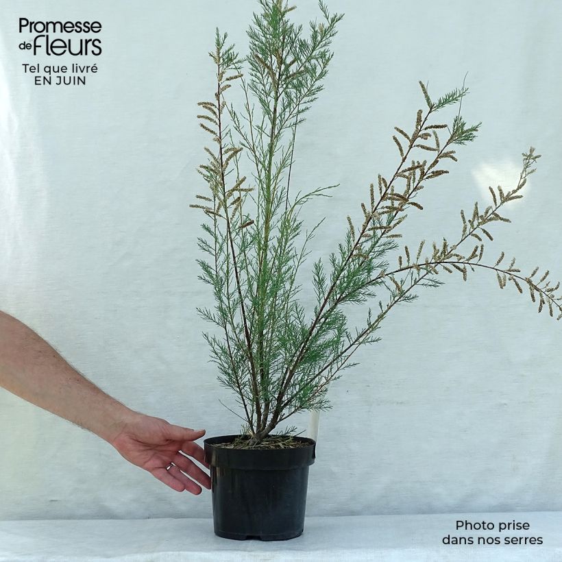 Esimerkki kesällä toimitetusta Syystamariski Hulsdonk White Pot de 3L/4L-taimesta