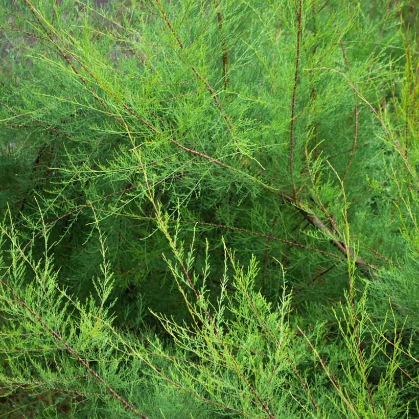 Ranskantamariski - Tamarix gallica (Lehvistö)