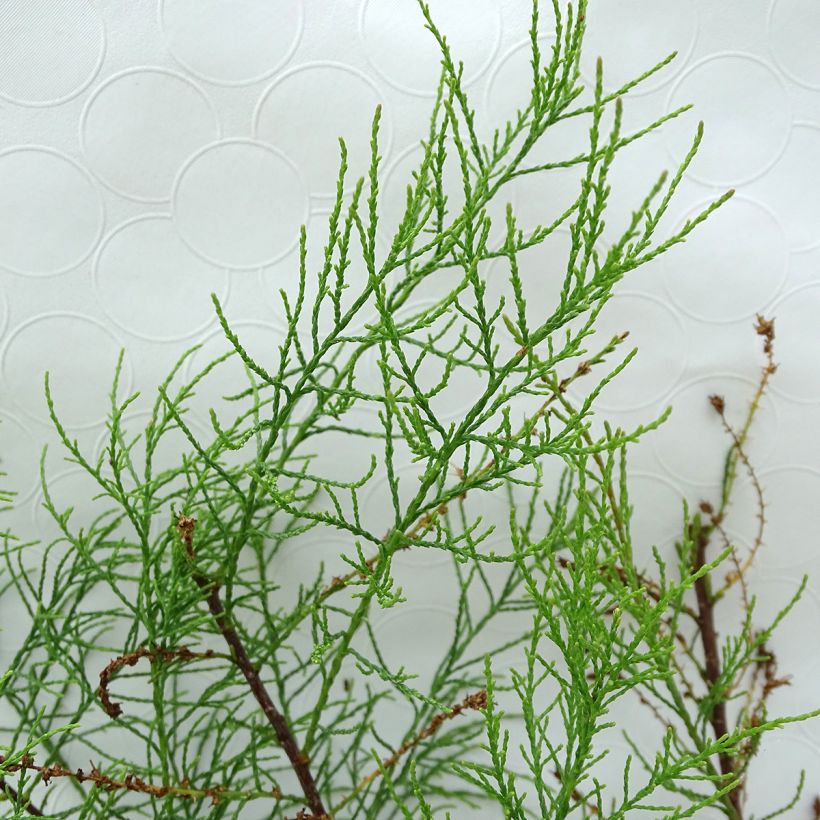Balkanintamariski - Tamarix parviflora (Lehvistö)