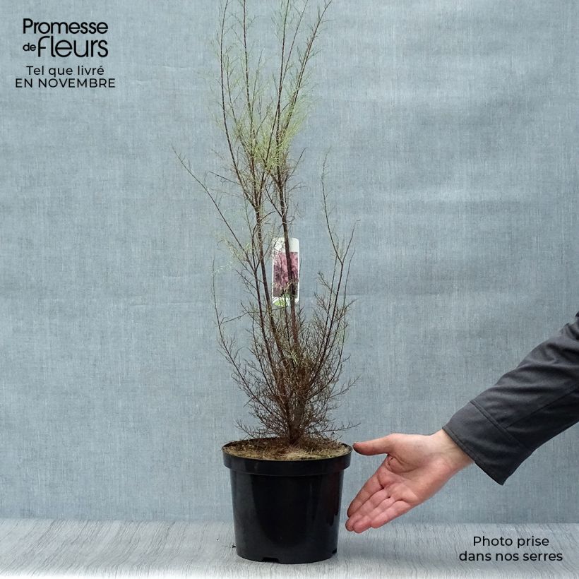Esimerkki syksyllä toimitetusta Balkanintamariski - Tamarix parviflora 3 litran/4 litran ruukku-taimesta