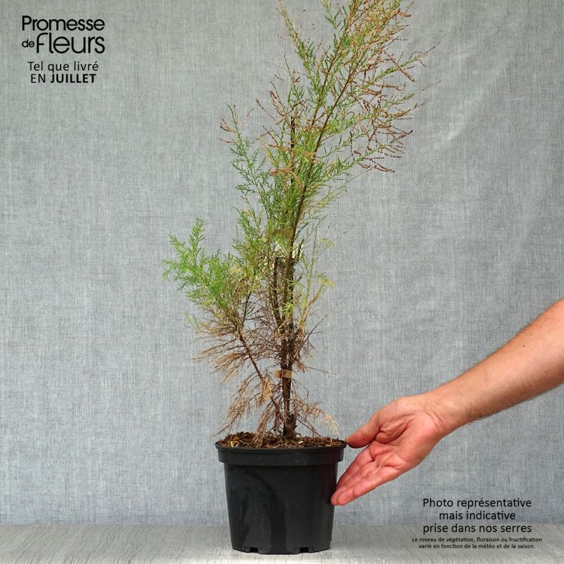 Esimerkki kesällä toimitetusta Syystamariski Pink Cascade Pot de 2L/3L-taimesta