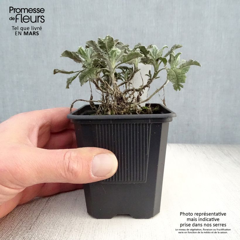 Example of Pietaryrti - Tanacetum haradjanii Godet de 7/8 cm as you get in printemps