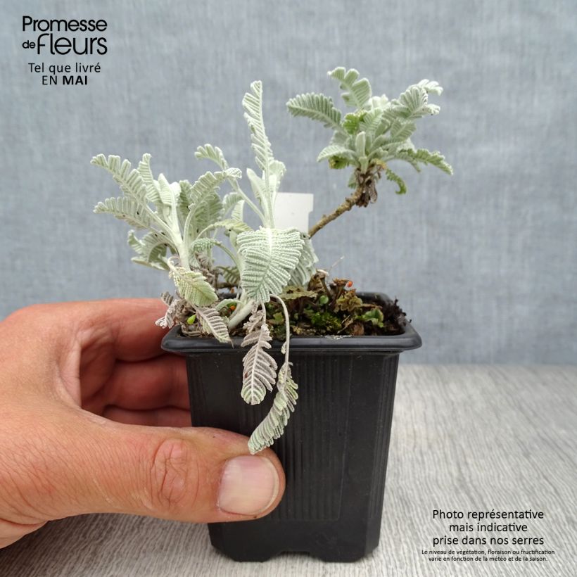 Esimerkki keväällä toimitetusta Pietaryrti Little Frosty Godet de 8/9 cm-taimesta