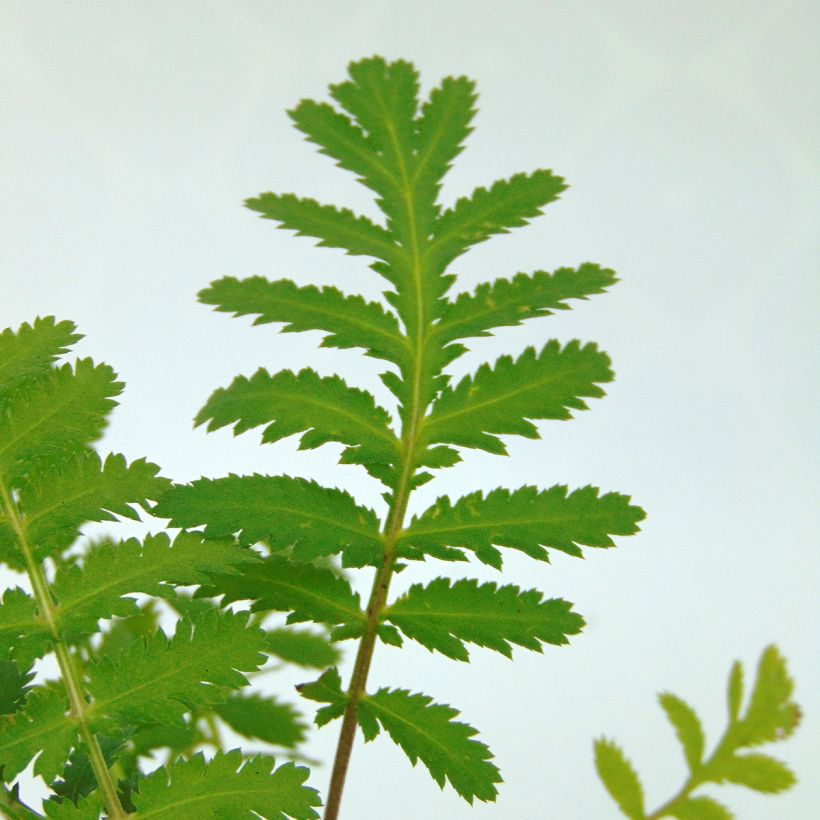 Pietaryrtti - Tanacetum vulgare (Lehvistö)