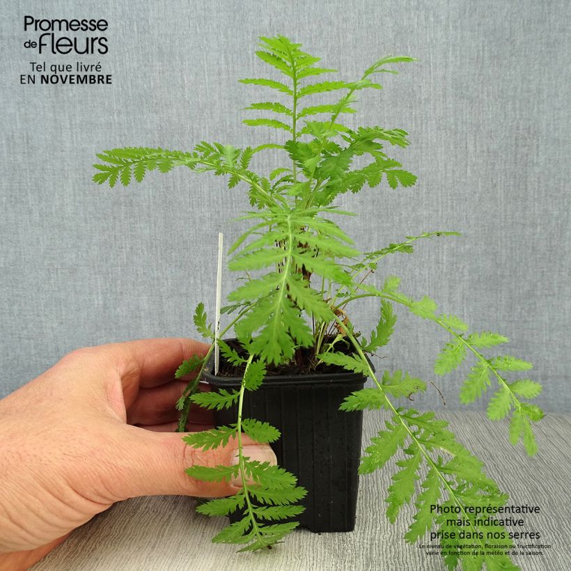 Esimerkki syksyllä toimitetusta Pietaryrtti - Tanacetum vulgare 8/9 cm taimiruukku-taimesta