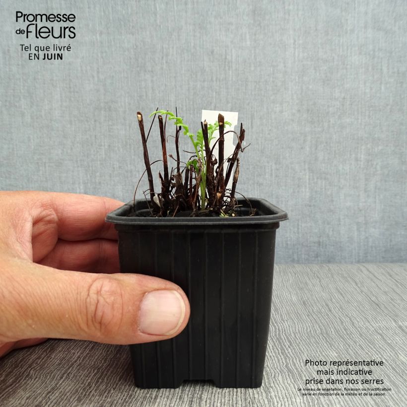 Esimerkki kesällä toimitetusta Tanaisie - Tanacetum vulgare FI Godet de 8/9 cm-taimesta