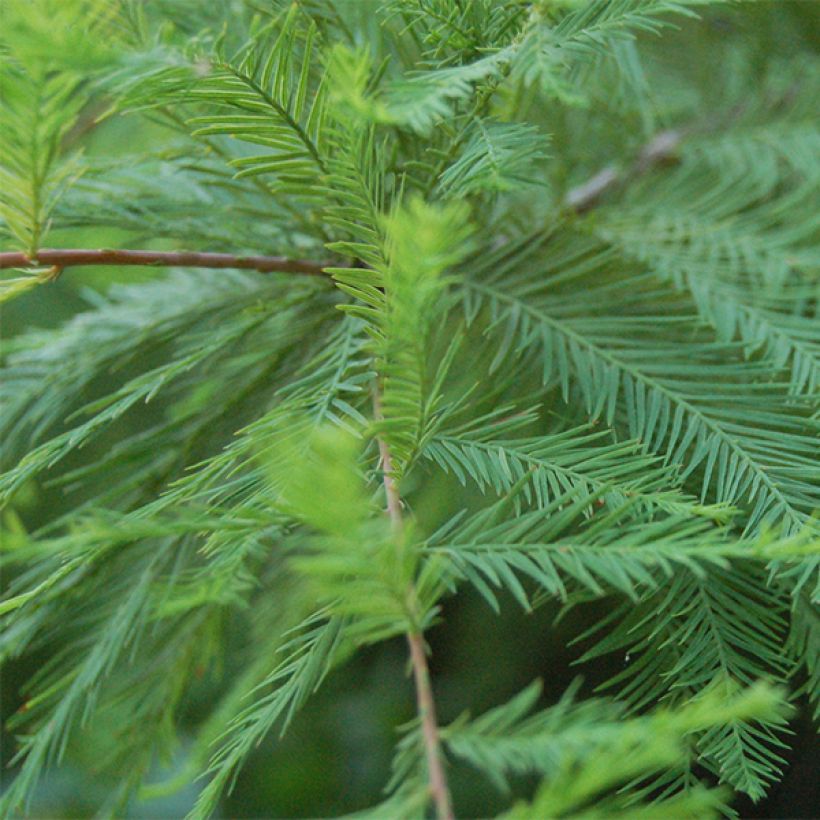 Suosypressi - Taxodium distichum (Lehvistö)