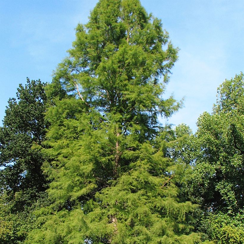 Suosypressi - Taxodium distichum (Kasvutapa)
