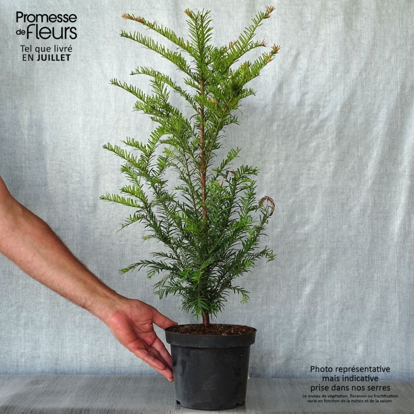 Esimerkki kesällä toimitetusta Euroopanmarjakuusi - Taxus baccata Ruukku 4L / 5L-taimesta