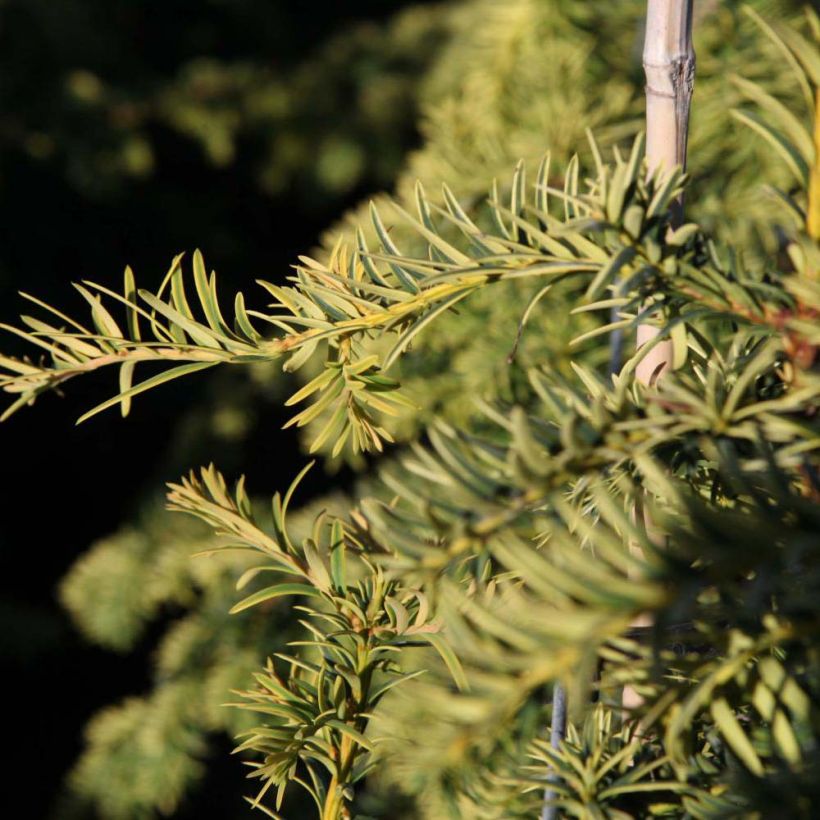 Euroopanmarjakuusi Dovastonii Aurea (Lehvistö)