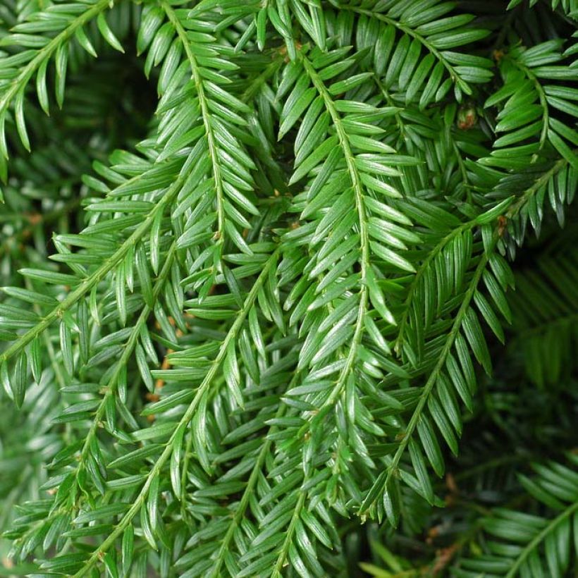 Euroopanmarjakuusi Fastigiata Robusta (Lehvistö)