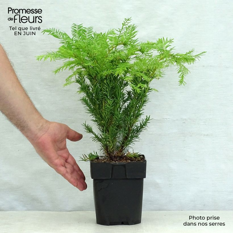 Esimerkki kesällä toimitetusta Euroopanmarjakuusi Semperaurea Ruukku 2L / 3L-taimesta