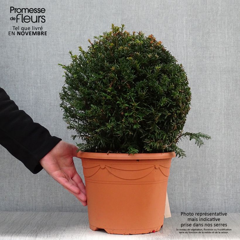 Esimerkki syksyllä toimitetusta Euroopanmarjakuusi pallomuoto - Taxus baccata 7,5 litran / 10 litran ruukku, Pallo-taimesta