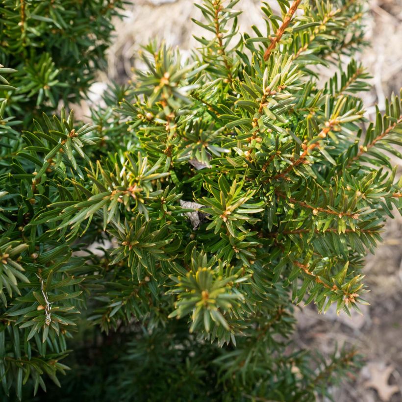 Kartiomarjakuusi Densiformis (Lehvistö)