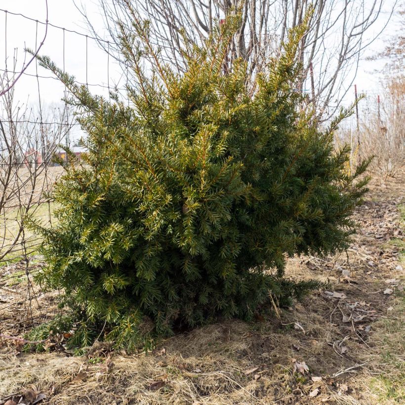 Kartiomarjakuusi Densiformis (Kasvutapa)