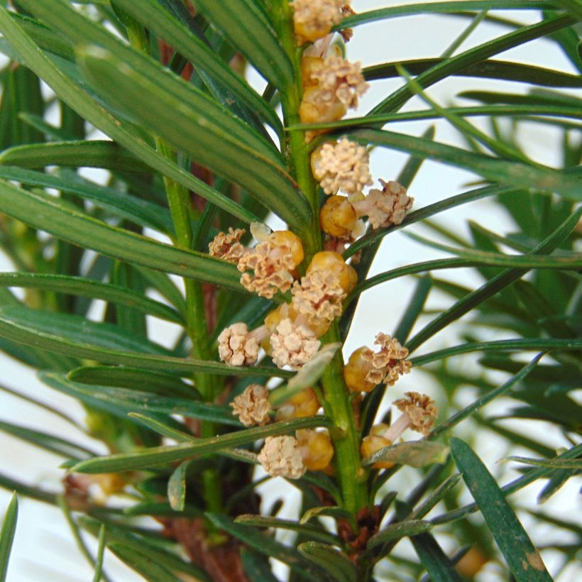 Kartiomarjakuusi Densiformis (Kukinta)